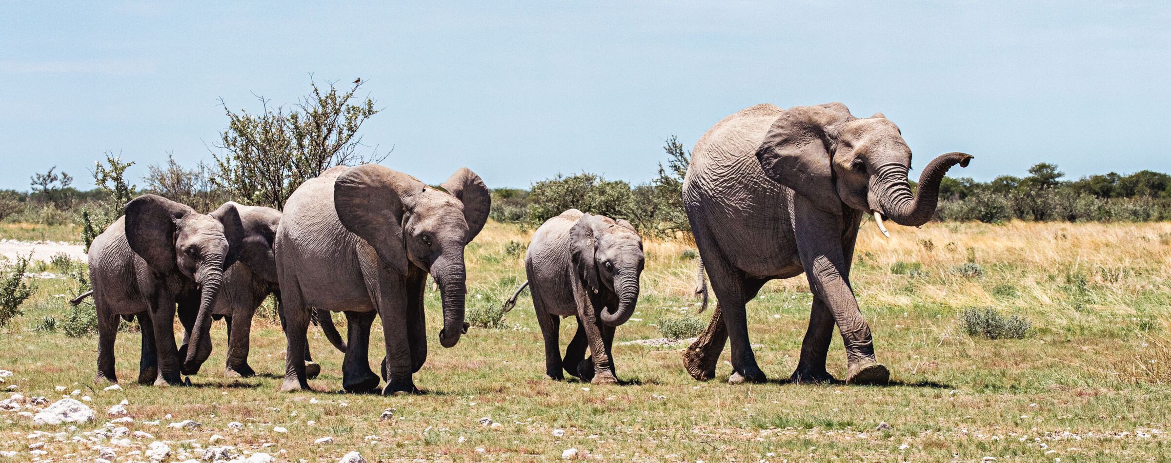 A family of elephants roaming the Namibian savanna – an unforgettable safari adventure with Gravel Travel.
